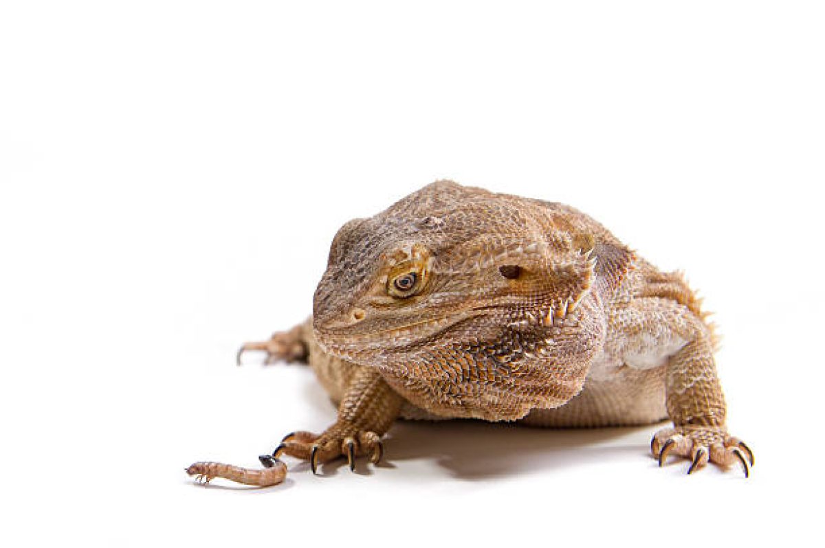 How Many Mealworms To Feed A Bearded Dragon? | Atbuz