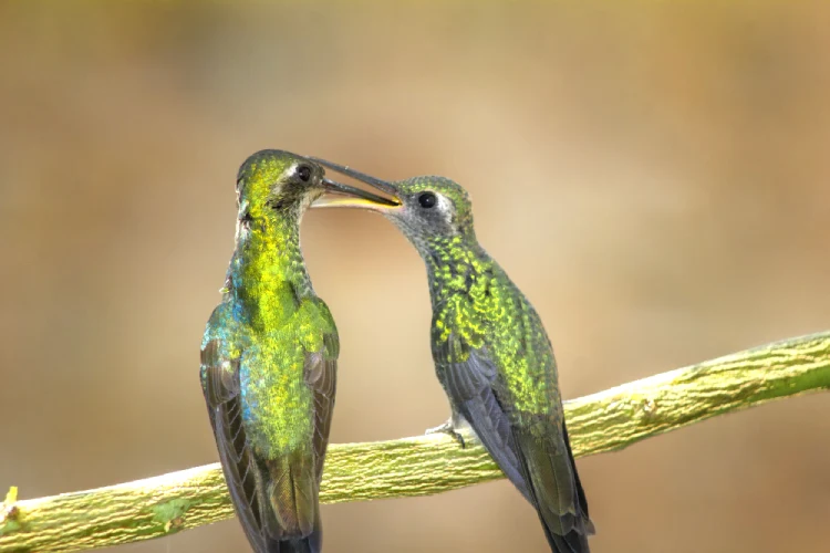 How Do Birds Mate Everything To Know To Bird Sex Atbuz 2315