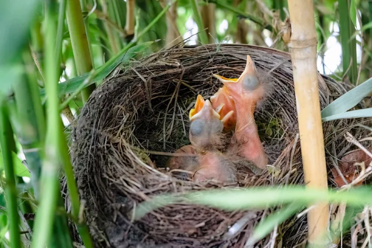 what to feed a baby bird