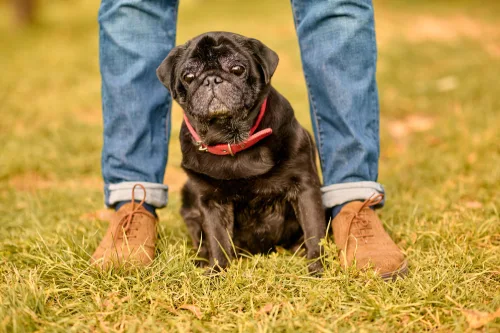 How long for dog to digest food and poop?