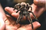 Biggest spider in the world