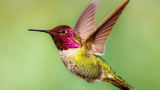 10 Ways to Attract Hummingbirds