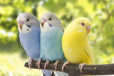 What is the Parakeet Life Span? Tips on How to Extend It