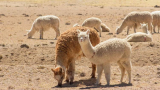 Alpaca clothing, everything you need to know