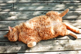Is My Cat Angry? 5 Signs That Show You She Is