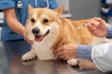 A Comprehensive Guide to Animal Vaccinations in Perth: Protecting Your Pets and Livestock