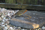 Mealworm is the best feed for Birds and Chicken