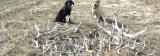 7 Best Tactics in Finding Deer Sheds You Must Read