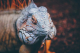 What Do Bearded Dragons Eat?