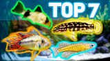 Best Aquarium Fishes For Your Kids