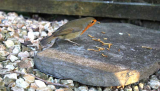 How to Dry Mealworms for Chickens?