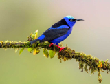 How to Feed Mealworms to Bluebirds?