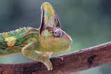 Can Leopard Geckos Eat Hornworms?