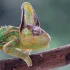 Can Leopard Geckos Eat Superworms?