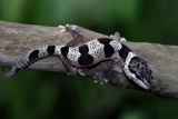 Can Leopard Geckos Eat Superworms?