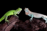 Can Leopard Geckos Live Together?