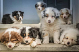 Can You Give Your Dog CBD Oil? What To Know Before You Do