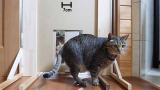Your Microchip Cat Flap is not too Small for Your Cat