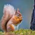 What to feed mealworms?