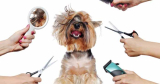 Dog Grooming: How To Make Your Pup Like Them