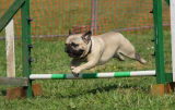 Dog Training Collar – Using It to Train Your Dog Safely and Effectively