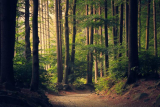 What is an Ecology Survey?