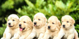 Learn Everything About Dogs With Expert Guide