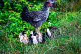 How to Feed Chickens