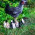 How to Feed Laying Hens? What do Chickens Eat?