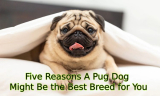 Five Reasons A Pug Dog Might Be the Best Breed for You