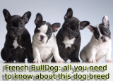 French BullDog: all you need to know about this dog breed