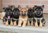 Working Line German Shepherds: Ideal Personal Protection Dogs