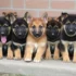 The Story of Working Line German Shepherds