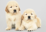 How Golden Retrievers Make Wonderful Companions and Supply