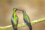 How Do Birds Mate?