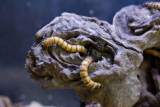 How long do mealworms live?