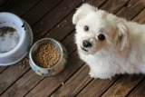 How much wet food to feed a dog