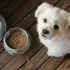 Functional foods in pet nutrition for dogs and cats