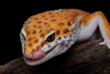How often do leopard geckos eat?
