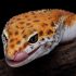 Do leopard geckos bite?