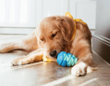 How to Choose the Right Toys for your Dog