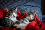 How to Keep Your Home Tidy When Living with Cats