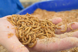 How to grow mealworms?