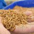 Mealworm life cycle?