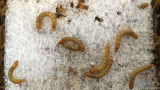How to Breed Superworms?