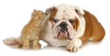 How to remove pet odors and stains?