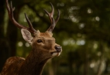 Hunting in Germany