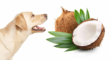 Is Coconut Oil Good for Dogs?