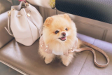 Is It OK to Dress up Your Dog?