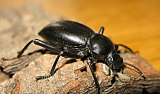 Mealworm beetle